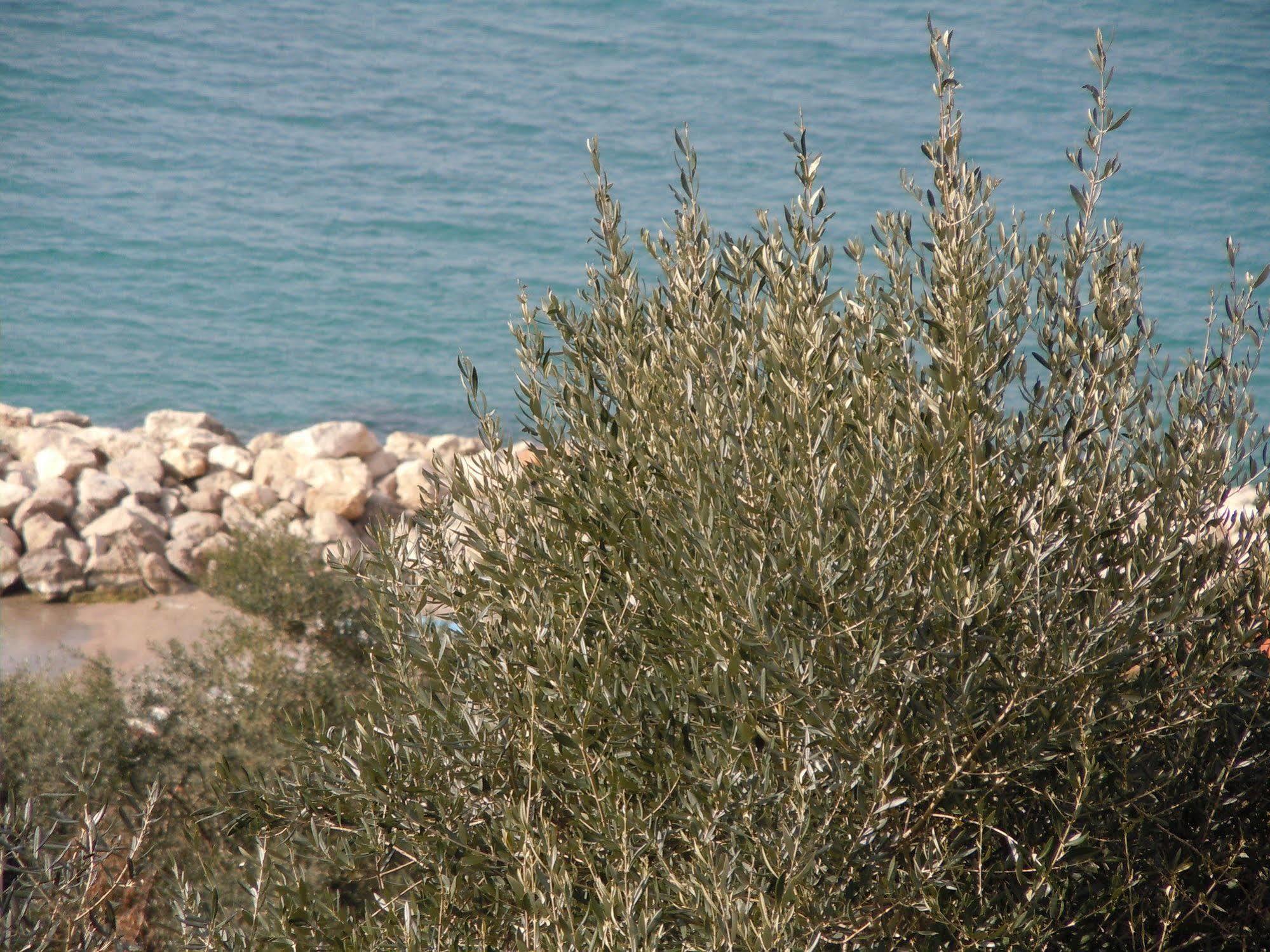 Villa Rosmary - Sorrento Coast - Gulf Of Naples View Zewnętrze zdjęcie